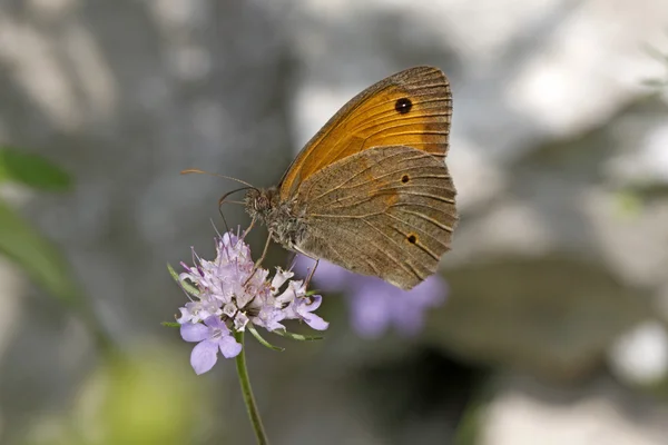 Weide bruine vlinder (maniola jurtina) uit Italië, Europa — Stockfoto