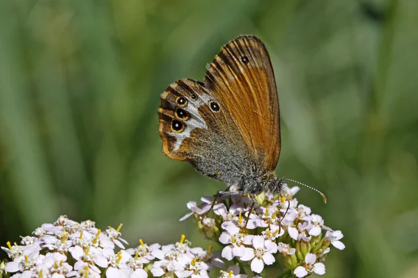 Coenonympha arcania, Pearly Heath mariposa se sienta en una milenrama común — Foto de Stock