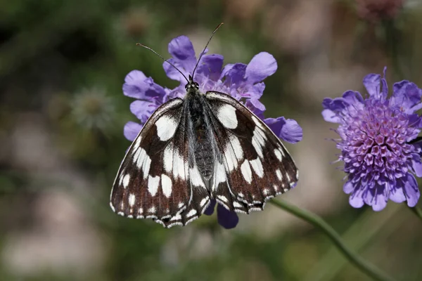 मेलानार्जिया गैलाटिया, संगमरमर सफेद तितली एक स्कैबस फूल पर बैठे — स्टॉक फ़ोटो, इमेज