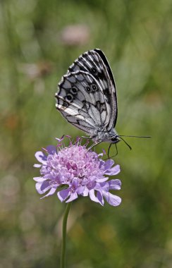 Melanargia galathea, scabious bir çiçek üzerinde oturan mermer beyaz kelebek