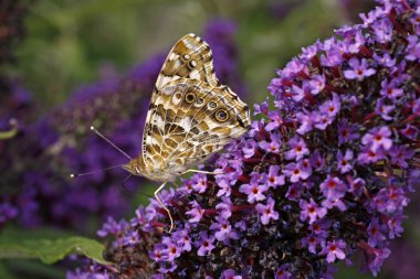 Painted lady kelebeği (vanessa cardui) buddleja davidii, İtalya