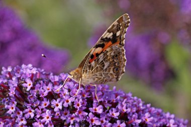 Painted lady kelebeği (vanessa cardui) buddleja davidii, İtalya