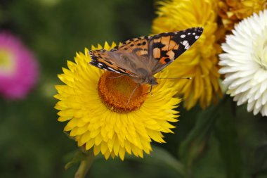 Painted Lady kelebek altın ebedi (Helichrysum bractaetum üzerinde)