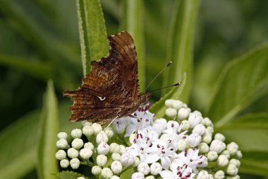 yaşlı cüce virgülle kelebeği (nymphalis c-albüm, polygonia c-albüm)