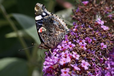 Kırmızı Amiral kelebeği (Vanessa atalanta) Buddleja davidii