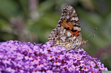 Vanessa cardui, painted lady kelebeği (cynthia cardui) buddleja