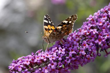 Vanessa cardui, painted lady kelebeği (cynthia cardui) buddleja