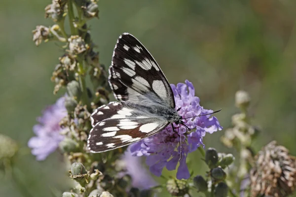 Melanargia galathea, Marmóreo borboleta branca sentado em uma flor escabiosa — Fotografia de Stock