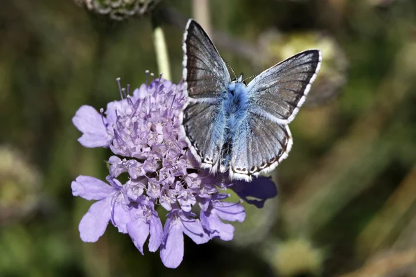 Polyommatus coridon (Lysandra coridon) - Мужчина Chalkhill Blue butterfly — стоковое фото