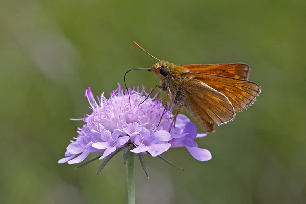 Skipper Schmetterling auf Krätze Blüte in Italien, Europa — Stockfoto