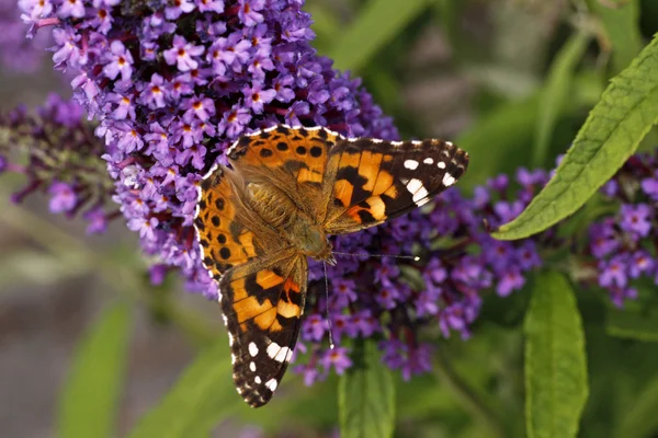 stock image Painted Lady butterfly (Vanessa cardui) on Buddleja davidii, Italy