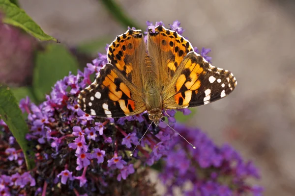 Papillon Dame Peinte (Vanessa cardui) sur Buddleja davidii, Italie — Photo