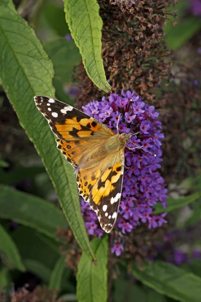 Mariposa dama pintada (Vanessa cardui) en Buddleja davidii, Italia — Foto de Stock