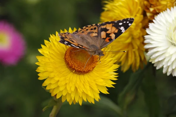 Schmetterlingsdame auf goldenem Ewiggestrigen (helichrysum bractaetum)) — Stockfoto