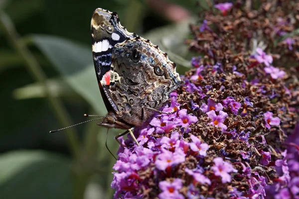 stock image Red Admiral butterfly (Vanessa atalanta) on Buddleja davidii