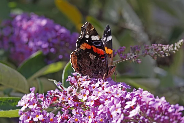 Red Admiral butterfly (Vanessa atalanta) on Buddleja davidii — Stock Photo, Image