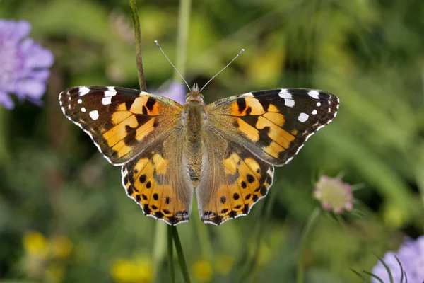 Vanessa cardui, Borboleta pintada (Cynthia cardui), borboleta europeia — Fotografia de Stock