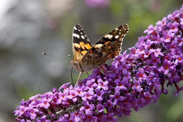 Ванесса cardui, метелик дама пофарбовані (Синтія cardui) на buddleja — стокове фото