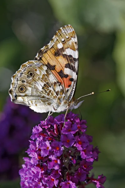 Vanessa cardui, pintada borboleta senhora (Cynthia cardui) em Buddleja — Fotografia de Stock