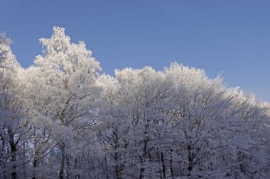 ağaçları ile hoarfrost kış, Almanya