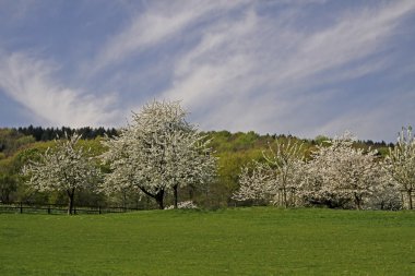 Cherry trees in spring, Hagen, Lower Saxony, Germany, Europe clipart