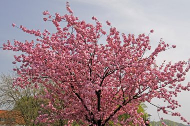 Bahar, hagen, Japon kiraz ağacı Aşağı Saksonya, Almanya, Avrupa