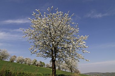 Bahar, hagen, kiraz ağacı Aşağı Saksonya, Almanya, Avrupa