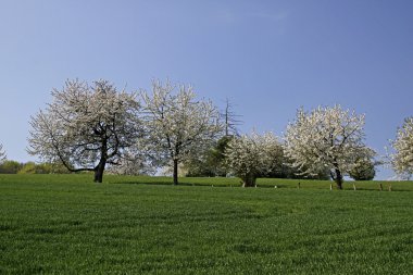 Baharda kiraz ağaçları, Hagen, Aşağı Saksonya, Almanya, Avrupa