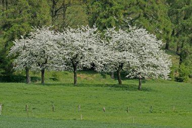 Baharda kiraz ağaçları, Hagen, Aşağı Saksonya, Almanya, Avrupa