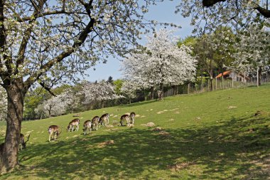 Spring landscape with cherry trees and deer in Hagen, Lower Saxony, Germany clipart