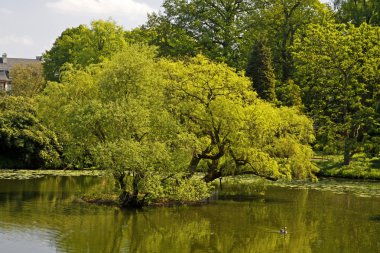 havuz peyzaj ile willows Bahar, Kuzey Ren-Vestfalya, Almanya