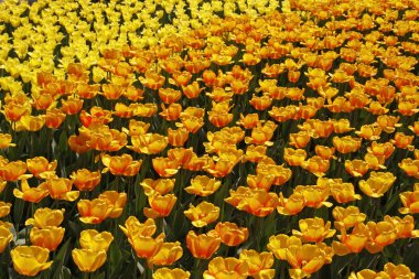 Lale alan Hollanda turuncu ve sarı renkli bahar çiçekleri ile