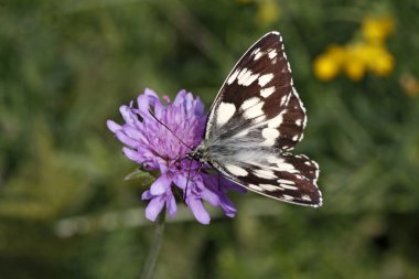 Melanargia galathea, scabious çiçek, mermer beyaz kelebek scabiosa