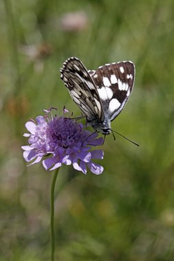 Melanargia galathea, scabious çiçek, mermer beyaz kelebek scabiosa