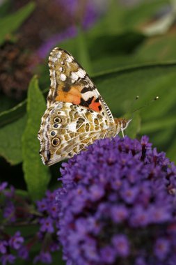 Painted lady kelebeği (vanessa cardui) buddleja davidii, kelebek bush