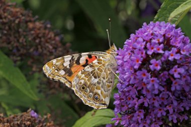 Painted lady kelebeği (vanessa cardui) buddleja davidii, kelebek bush