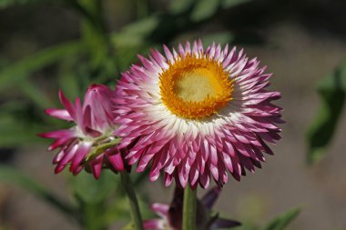 Helichrysum bracteatum, yaz, Almanya, Avrupa'nın altın everlasting