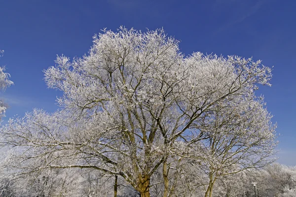 Träd med rimfrost på vintern, Tyskland — Stockfoto