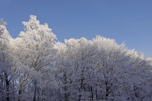 Árvores com geada no inverno, Alemanha — Fotografia de Stock