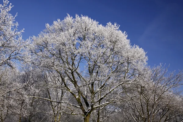 Ağaçları ile hoarfrost kış, Aşağı Saksonya, Almanya — Stok fotoğraf