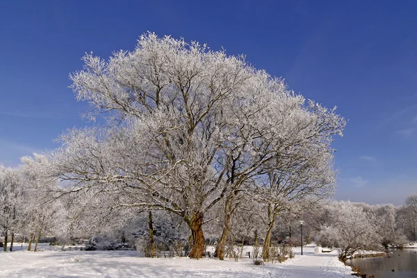 Деревья с пейзажем пруда зимой, Германия — стоковое фото
