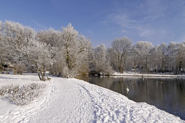 Bäume mit Teichlandschaft im Winter, Deutschland — Stockfoto