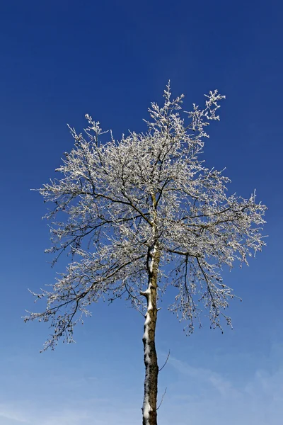 Birch tree in winter, Nedersaksen, Duitsland — Stockfoto