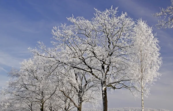 Trees with hoarfrost in winter, Lower Saxony, Germany — Stock Photo, Image