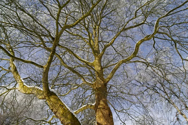 Plane tree, Platanus in winter, Germany, Europe — Stock Photo, Image