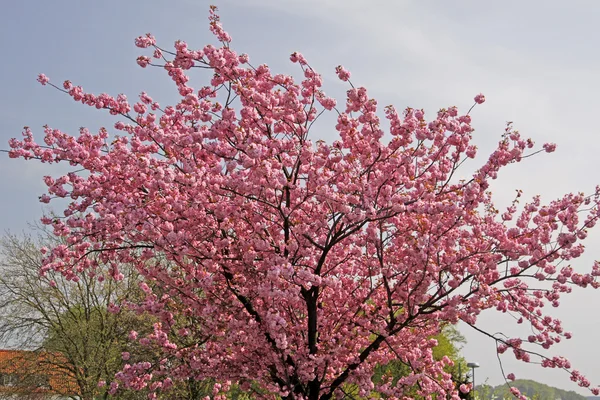 Japanse kersenboom in het voorjaar, hagen, lagere Saksen, Duitsland, Europa — Stockfoto