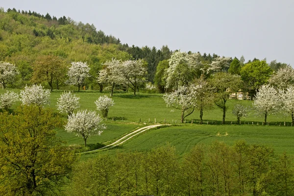 Cseresznyefák tavasszal, Hagen, Alsó-Szászország, Németország, Európa — Stock Fotó