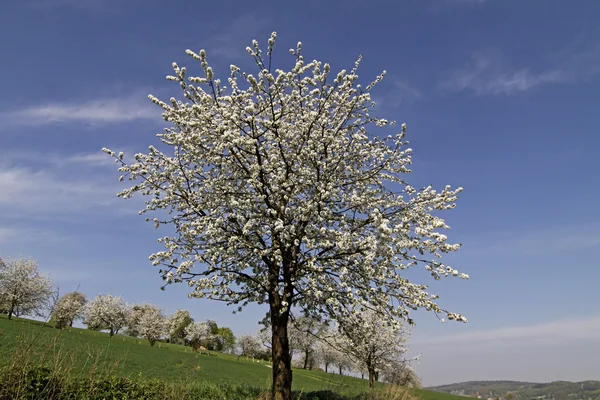 Cerezo en primavera, Hagen, Baja Sajonia, Alemania, Europa —  Fotos de Stock