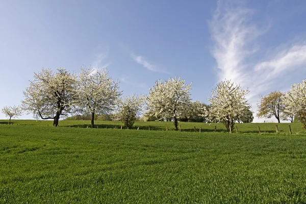 Kersenbomen in het voorjaar, Hagen, Nedersaksen, Duitsland, Europa — Stockfoto