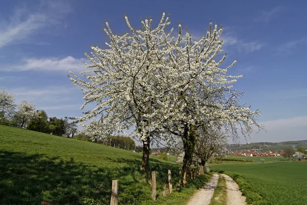 Sentiero pedonale con ciliegi a Hagen, Bassa Sassonia, Germania, Europa — Foto Stock